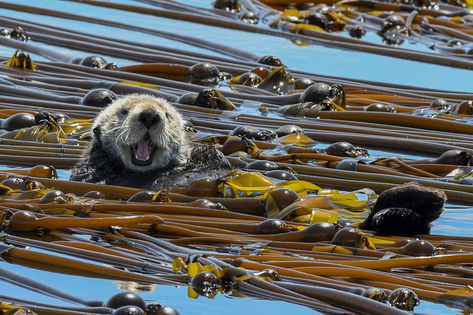 Victoria Marine Wildlife Tour - What the Three Hours Feel Like