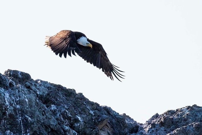 Victoria Marine Wildlife Tour - Is the $131.43 Price Fair?