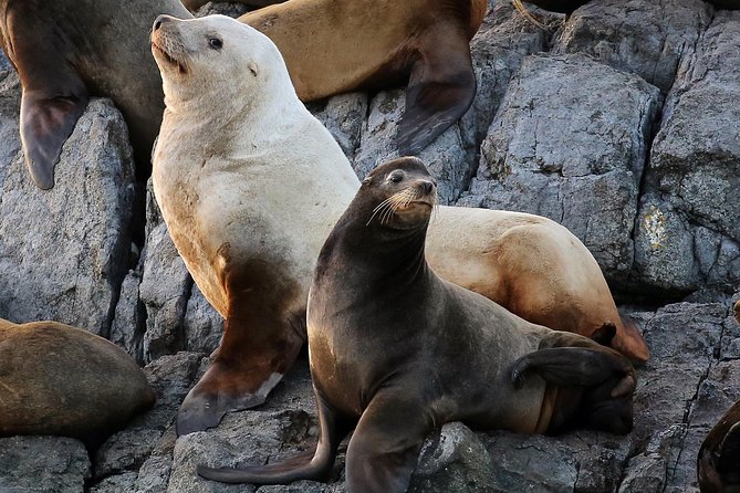 Victoria Marine Wildlife Tour - Who Will Enjoy This Experience Most?