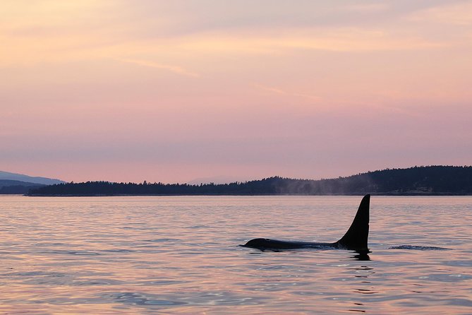 Victoria Sunset Whale-Watching Cruise - Setting out from Dallas Road