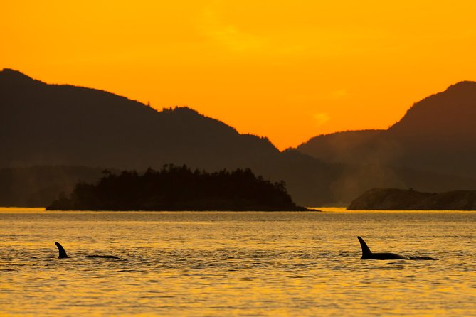 Victoria Sunset Whale-Watching Cruise - What the naturalist adds to the ride