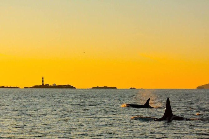 Victoria Sunset Whale-Watching Cruise - The sunset return through Victoria’s harbor