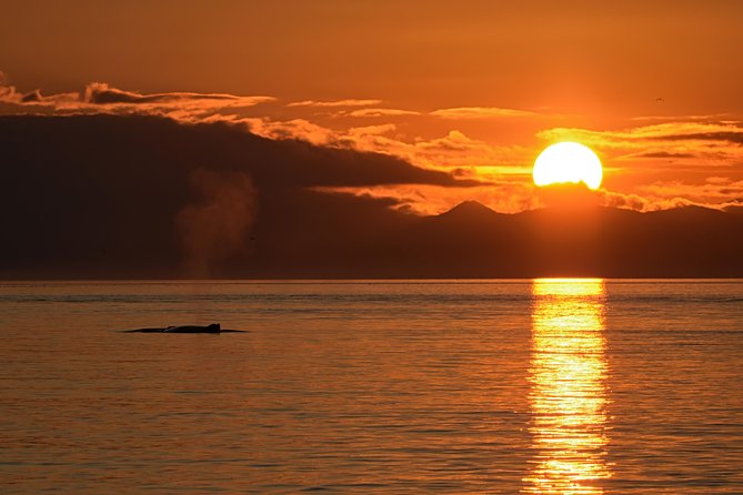 Victoria Sunset Whale-Watching Cruise - Open boat or semi-covered catamaran?