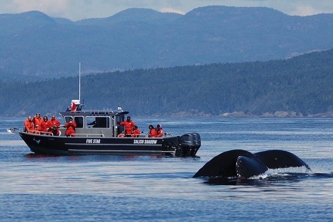 Victoria Ultimate Marine Whale & Wildlife Tour - A three-hour search for whales and porpoises