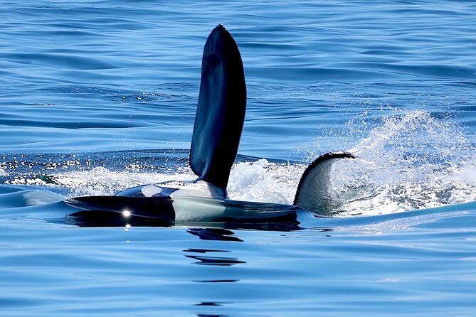 Victoria Ultimate Marine Whale & Wildlife Tour - Choosing the best place on the boat