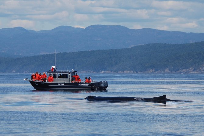 Victoria Ultimate Marine Whale & Wildlife Tour - The guides make the difference