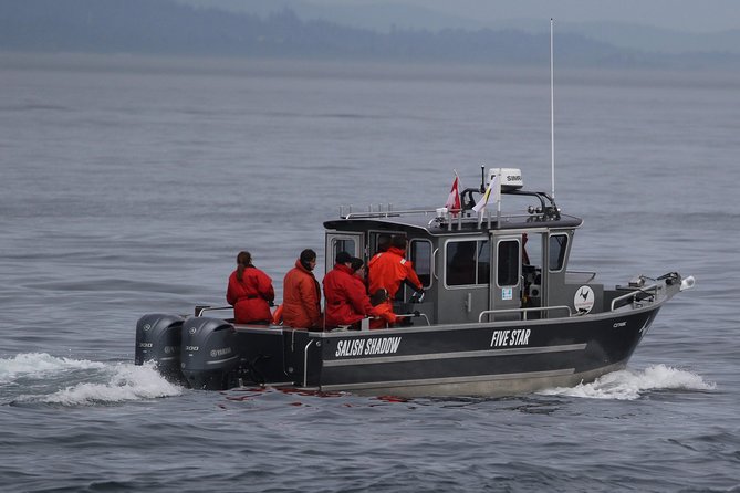 Victoria Ultimate Marine Whale & Wildlife Tour - Seals, sea lions, and the scenery between sightings