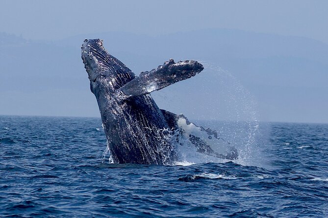 Victoria Ultimate Marine Whale & Wildlife Tour - Timing, weather, and practical concerns