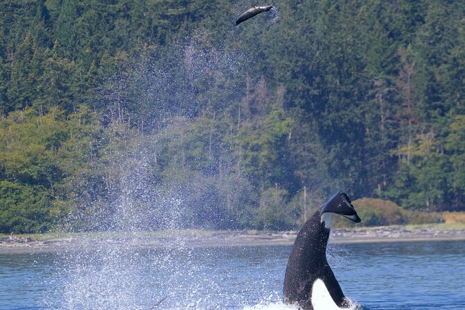 Victoria Ultimate Marine Whale & Wildlife Tour - Humpbacks, orcas, and the luck factor