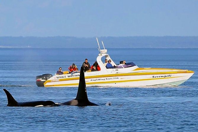 Victoria Whale and Wildlife Cruise - How the three-and-a-half-hour schedule feels