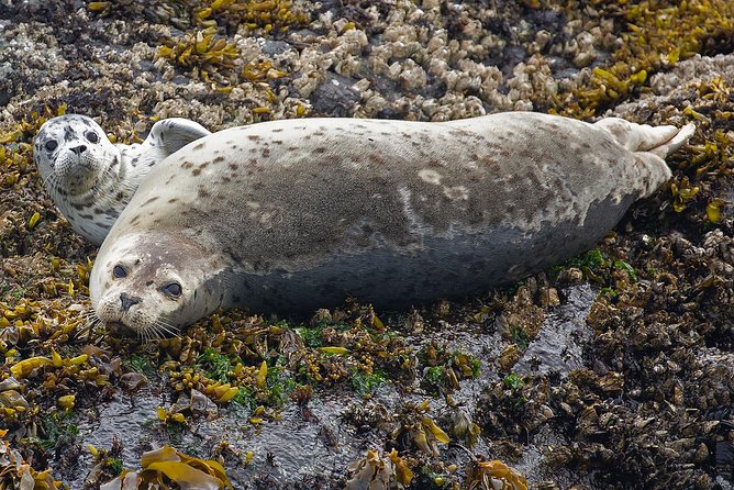Victoria Whale and Wildlife Cruise - Safety, comfort, and the practical details