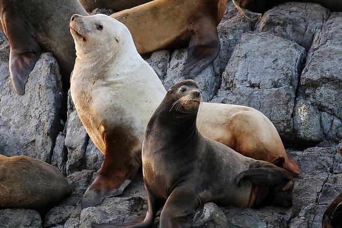 Victoria Whale and Wildlife Cruise - Is $146.17 a fair price?