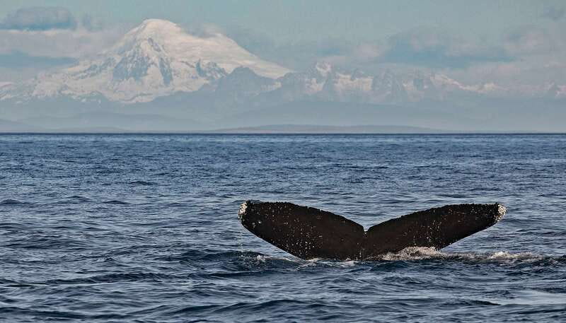Victoria: Whale and Wildlife Semi-Covered Boating Tour - Starting at Dallas Road in Victoria