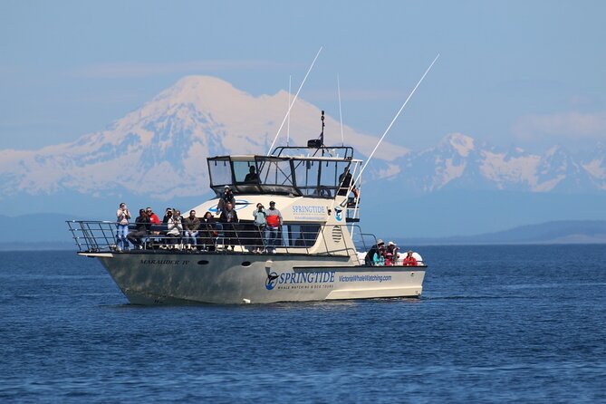 Victoria Whale Watch Tour - Key points before you book