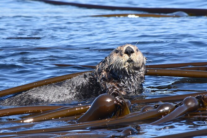 Victoria Whale Watch Tour - Leaving 1119 Wharf Street for the Salish Sea