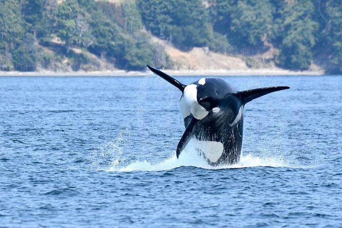 Victoria Whale Watch Tour - Staying warm on a boat, even in summer