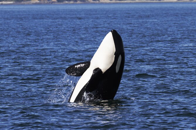Victoria Whale Watch Tour - What the three-hour itinerary feels like