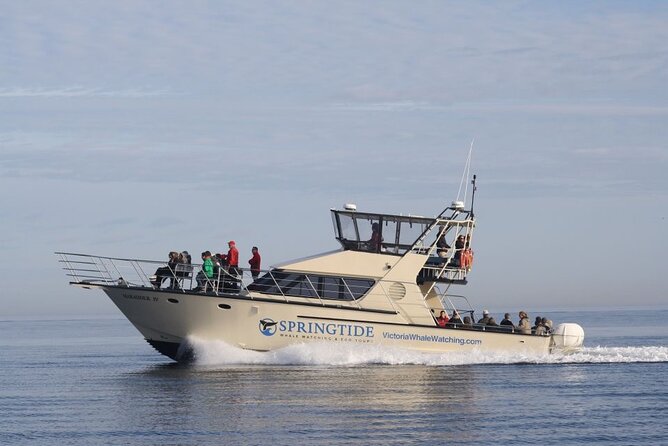 Victoria Whale Watch Tour - Searching for orcas, humpbacks, and smaller wildlife