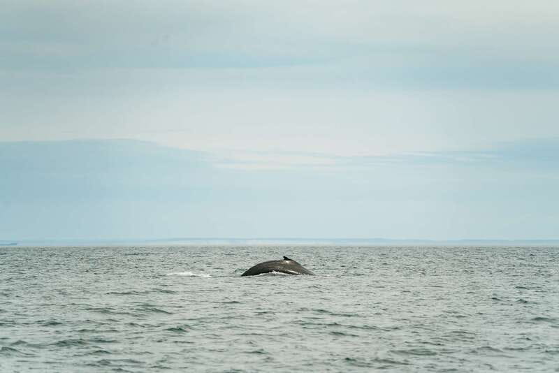 Victoria: Whale Watching Adventure in a Zodiac Boat - Key points at a glance