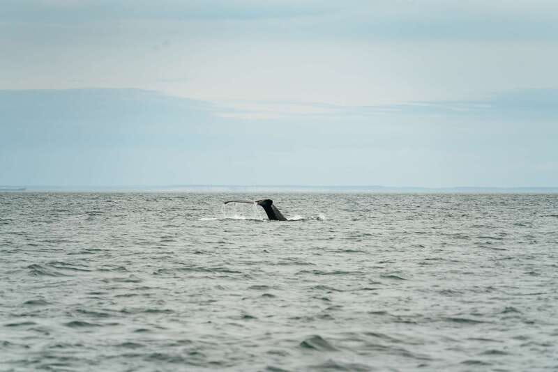 Victoria: Whale Watching Adventure in a Zodiac Boat - Should you book the Victoria Zodiac whale tour?