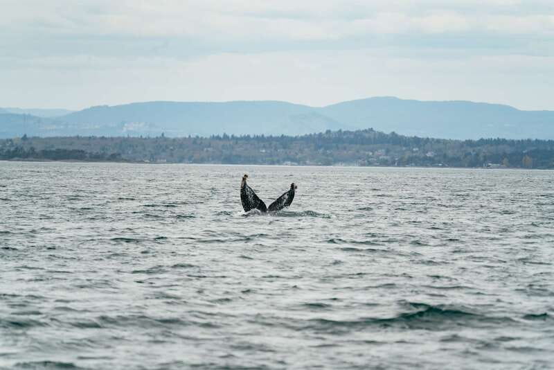Victoria: Whale Watching Adventure in a Zodiac Boat - What happens when whales are not found