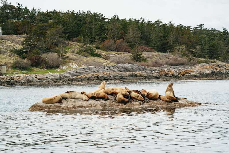 Victoria: Whale Watching Adventure in a Zodiac Boat - The Zodiac ride is part of the attraction