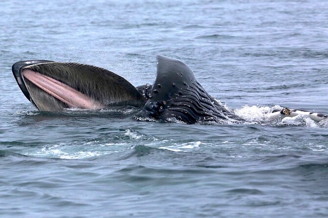 Victoria Whale Watching Cruise with Expert Naturalists - Starting at 645 Humboldt Street in Victoria