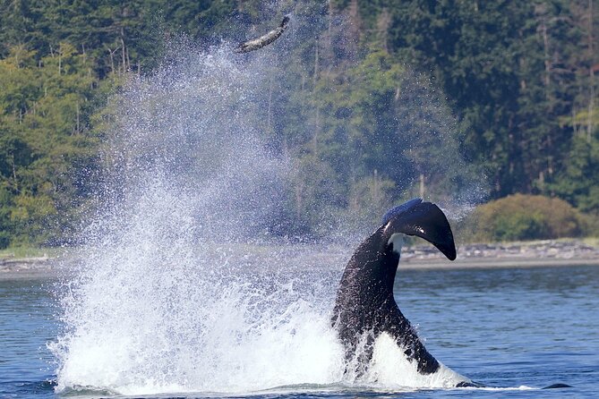 Victoria Whale Watching Cruise with Expert Naturalists - What the two naturalists add