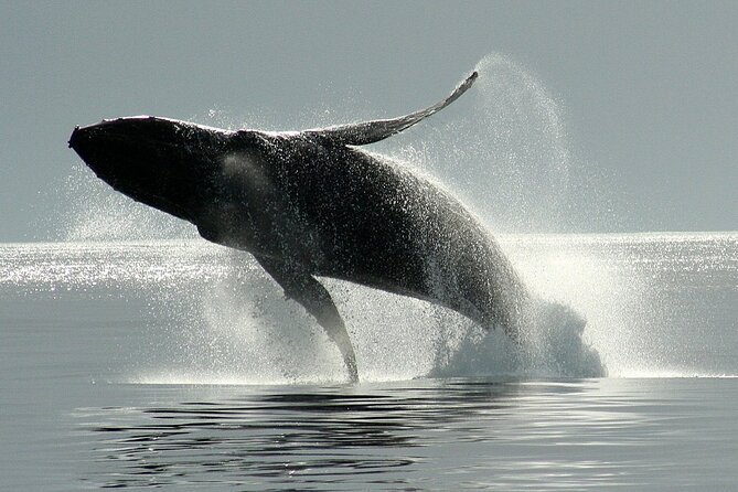 Victoria Whale Watching Cruise with Expert Naturalists - Wildlife possibilities, from orcas to bald eagles