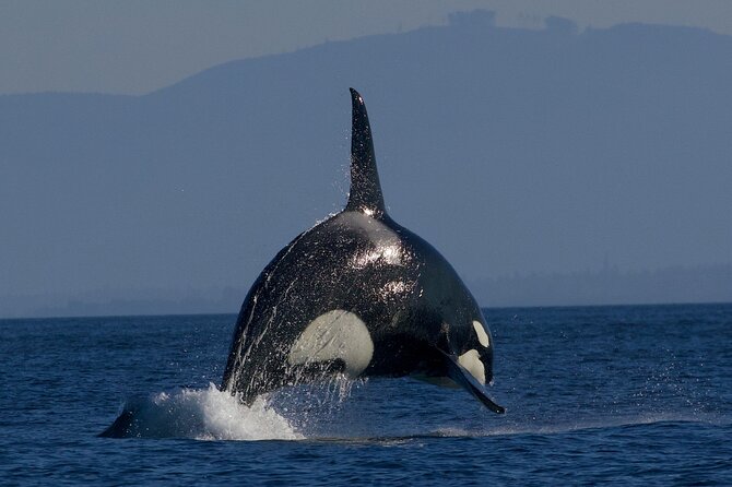 Victoria Whale Watching Cruise with Expert Naturalists - Dress for the water, not the sidewalk
