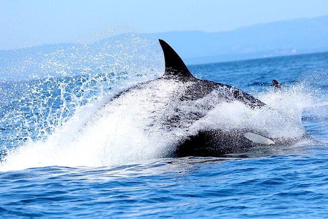 Victoria Whale Watching Cruise with Expert Naturalists - Who will enjoy this cruise most