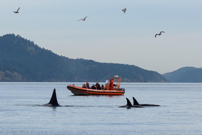Victoria Whale Watching Tour by Zodiac - Key points to know before you book