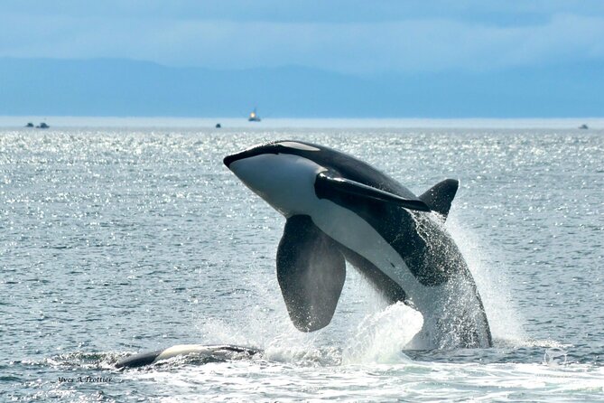 Victoria Whale Watching Tour by Zodiac - Starting at 1119 Wharf Street in Victoria