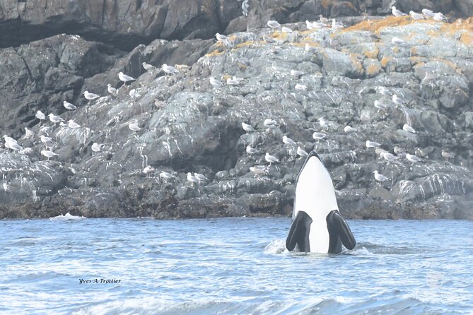 Victoria Whale Watching Tour by Zodiac - What you might see from the boat