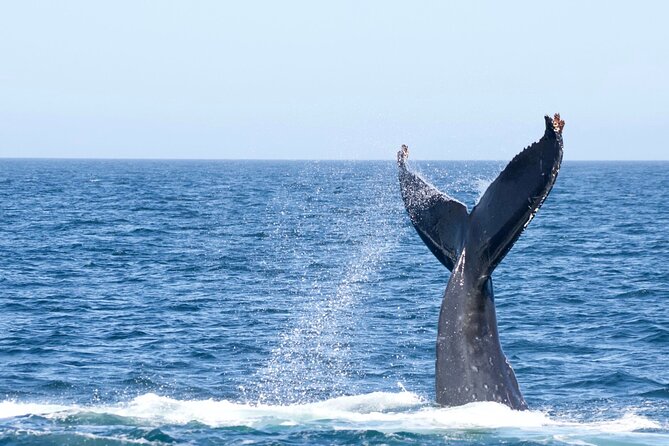 Victoria Whale Watching Tour by Zodiac - Why the small group size matters