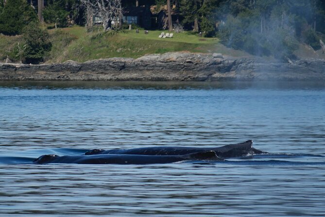 Victoria Whale Watching Tour by Zodiac - The $111.91 price and what you receive