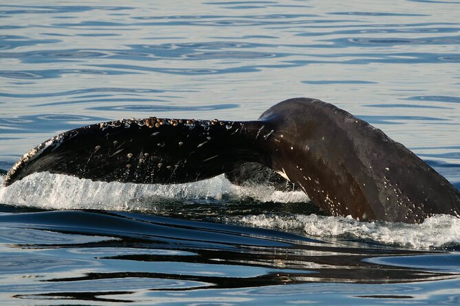 Victoria Whale Watching Tour by Zodiac - Cold-weather preparation can make or break the day