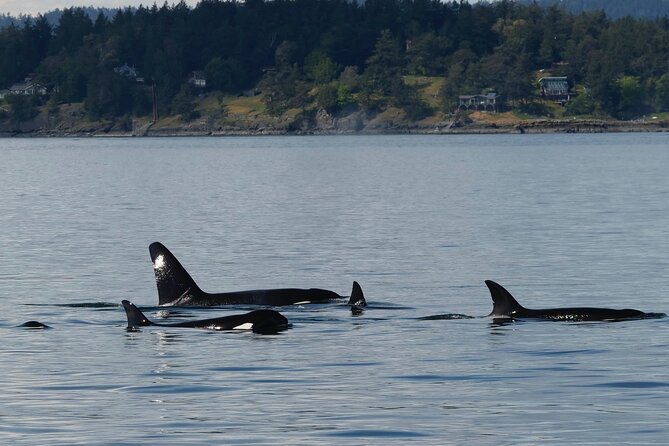 Victoria Whale Watching Tour by Zodiac - Weather, demand, and cancellation rules