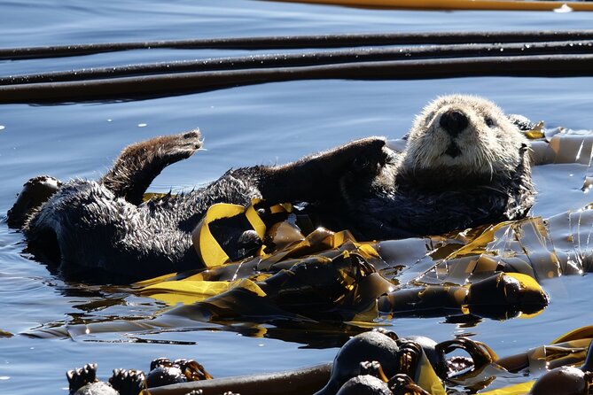 Victoria Whale Watching Tour by Zodiac - Searching the Salish Sea for whales