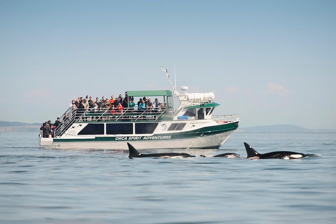 Victoria Whale Watching Tour on a Covered Vessel - Key things to know before boarding