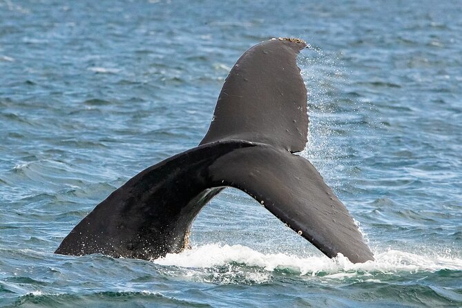 Victoria Whale Watching Tour on a Covered Vessel - The covered vessel versus the open-air deck