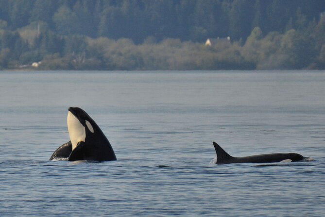Victoria Whale Watching Tour on a Covered Vessel - What you might see besides whales