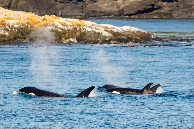 Victoria Whale Watching Tour on a Covered Vessel - Who will enjoy this boat most