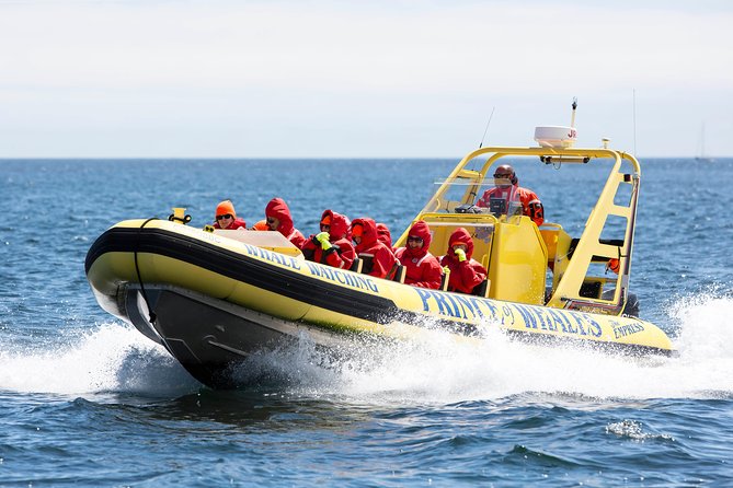 Victoria Zodiac Boat Whale Watching Adventure - The wildlife beyond the whales