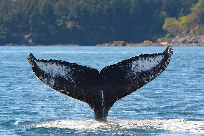 Victoria Zodiac Boat Whale Watching Adventure - What the whale sighting guarantee really means