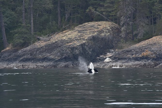 Victoria Zodiac Boat Whale Watching Adventure - Is $154.08 a fair price for three hours?