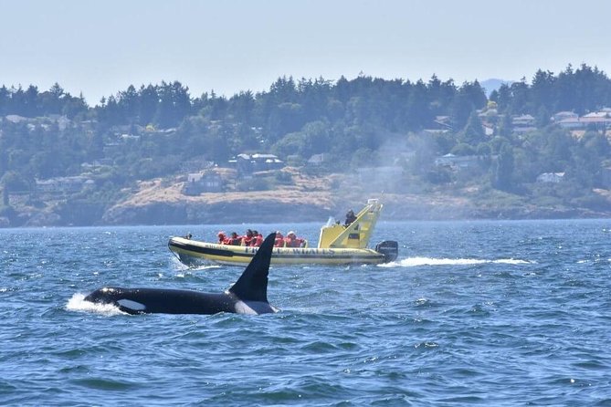 Victoria Zodiac Boat Whale Watching Adventure - Searching the Salish Sea for orcas and humpbacks