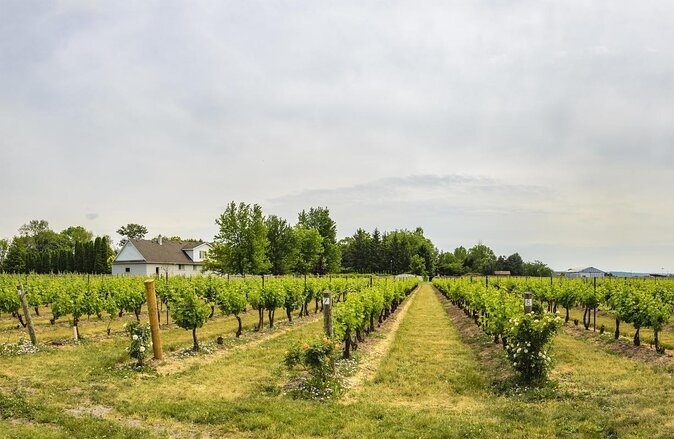 Vine and Dine Bicycle Wine Tour with Lunch - Key Things to Know Before You Book