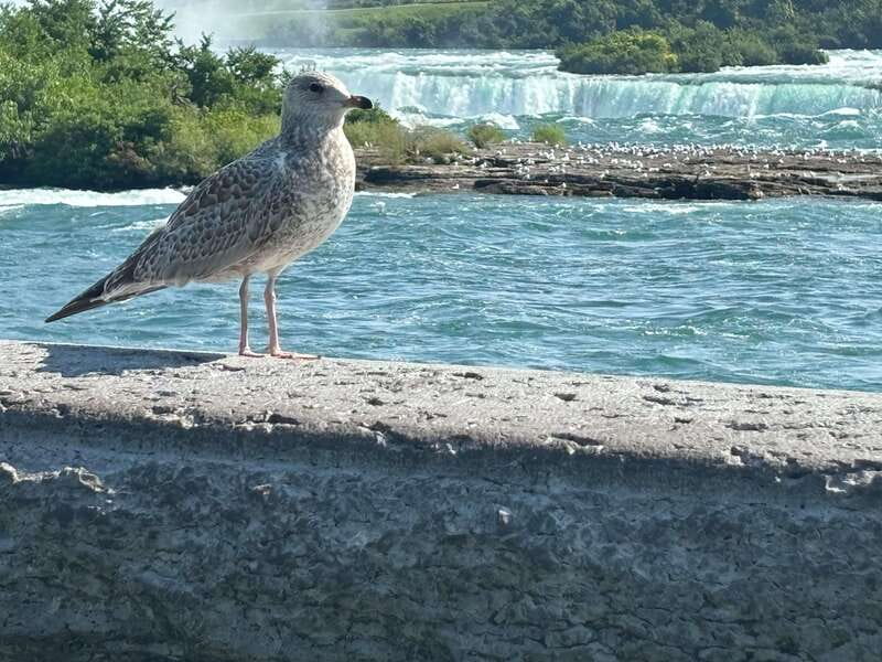 Walking Tour of Niagara Falls Canada and Hornblower Boat - Boarding the Hornblower for a 20-minute close-up