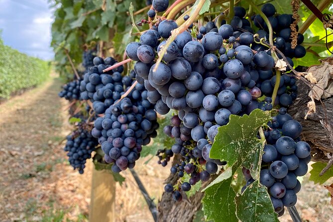West Kelowna Half-Day Guided Wine Tour With 4 Wineries - What this West Kelowna tour does well
